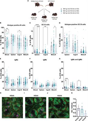 B cell MHC haplotype affects follicular inclusion, germinal center participation and plasma cell differentiation in a mouse model of lupus